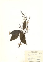 藏品(三葉山香圓)的圖片